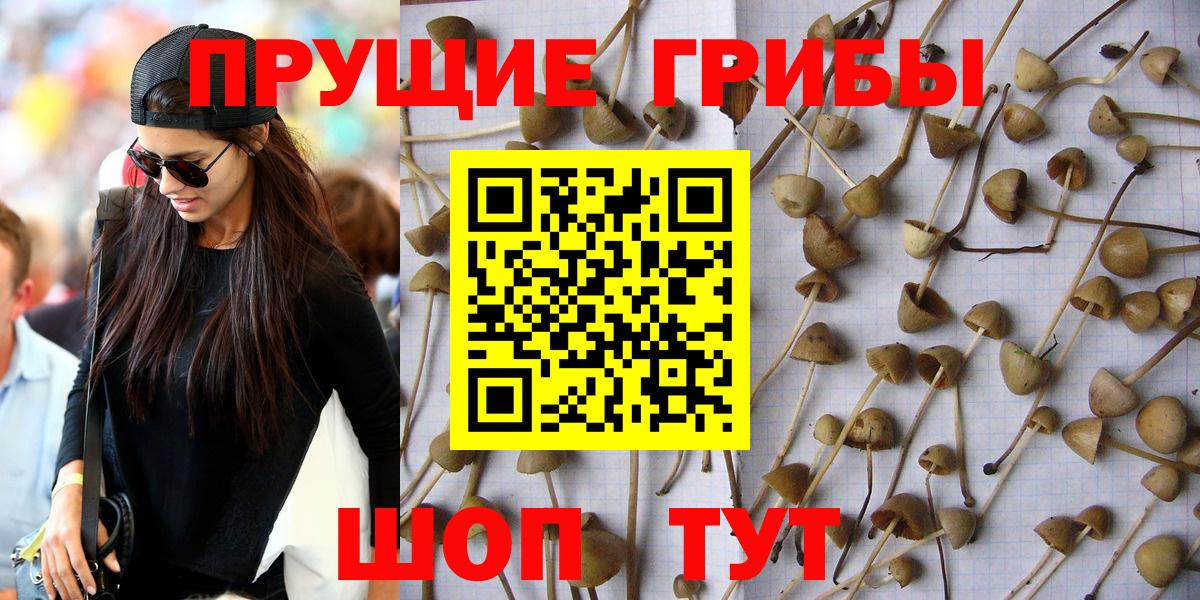 Псилоцибиновые грибы мицелий Касимов